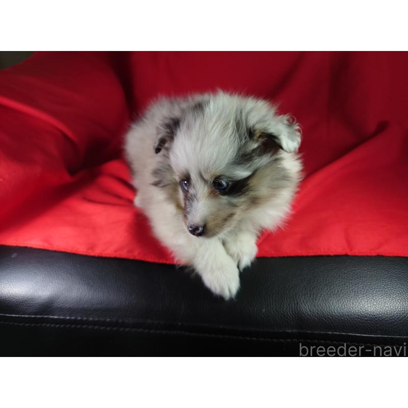 販売中の静岡県のシェットランドシープドッグ(シェルティ)-428909の2枚目