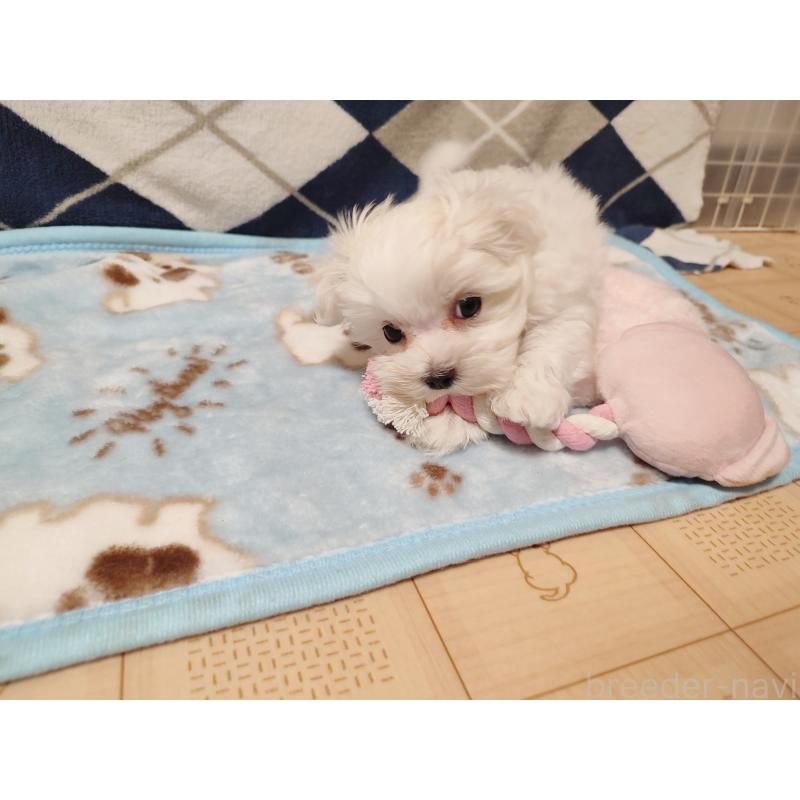 成約済の岡山県のマルチーズ-428268の2枚目