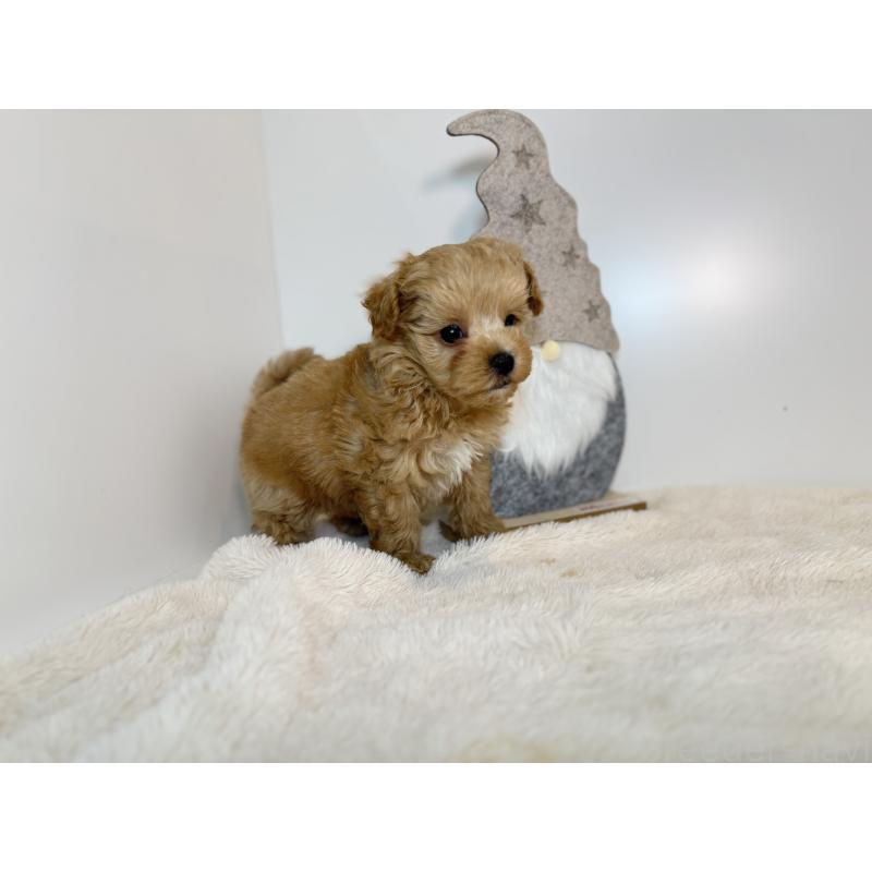 販売中の山口県のミックス犬-435099の2枚目