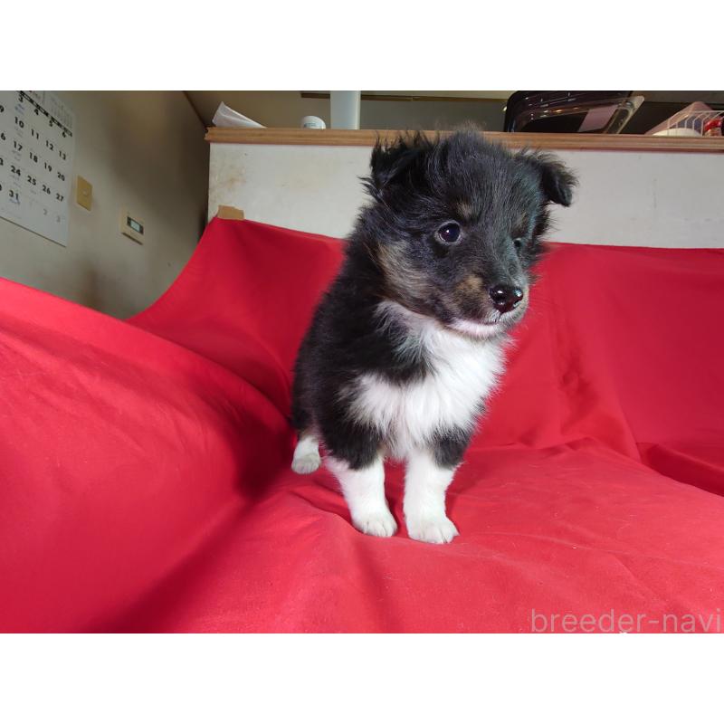 販売中の静岡県のシェットランドシープドッグ(シェルティ)-431044の2枚目