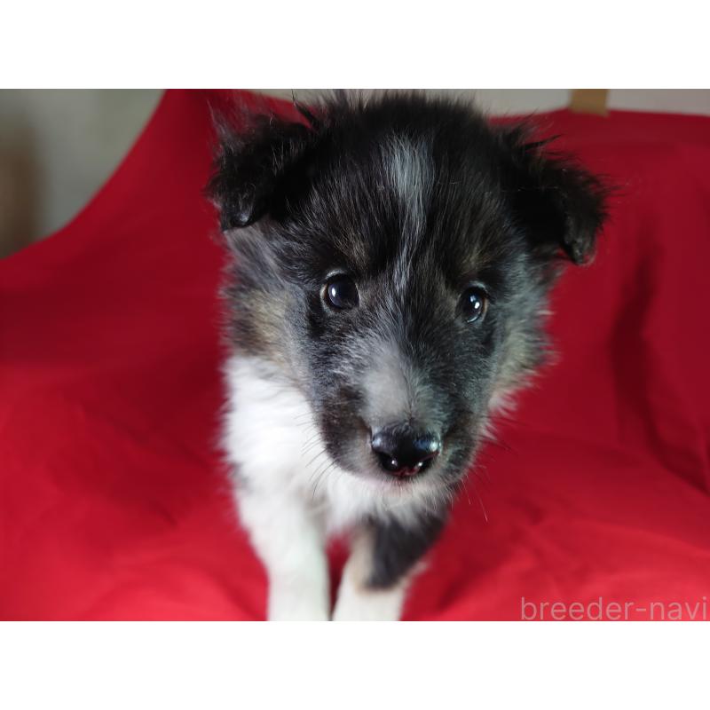 販売中の静岡県のシェットランドシープドッグ(シェルティ)-430544の3枚目