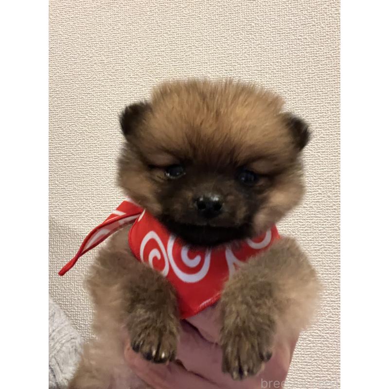 販売中の埼玉県のミックス犬-433367の4枚目