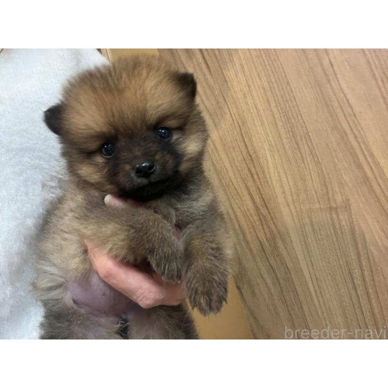 販売中の埼玉県のミックス犬-433367の3枚目