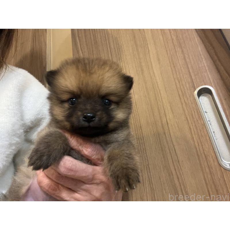 販売中の埼玉県のミックス犬-433367の2枚目