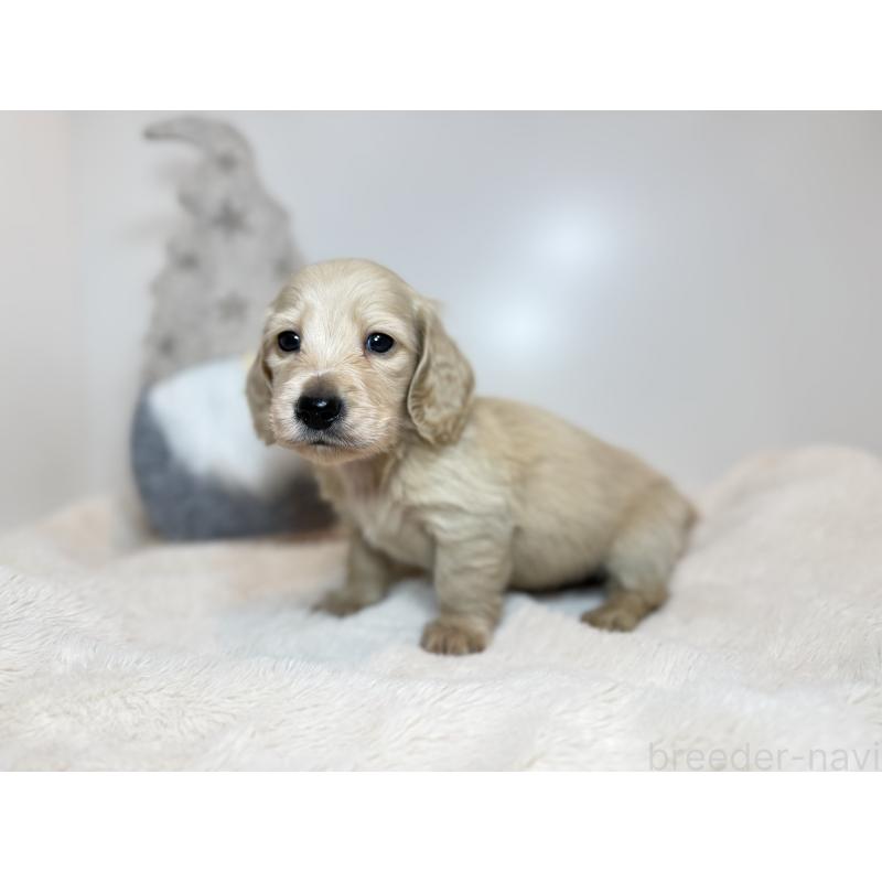 販売中の広島県のミニチュアダックスフンド(ロングヘアード)-435100の2枚目