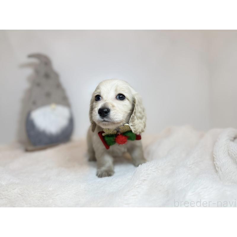 販売中の広島県のミニチュアダックスフンド(ロングヘアード)-435101の3枚目