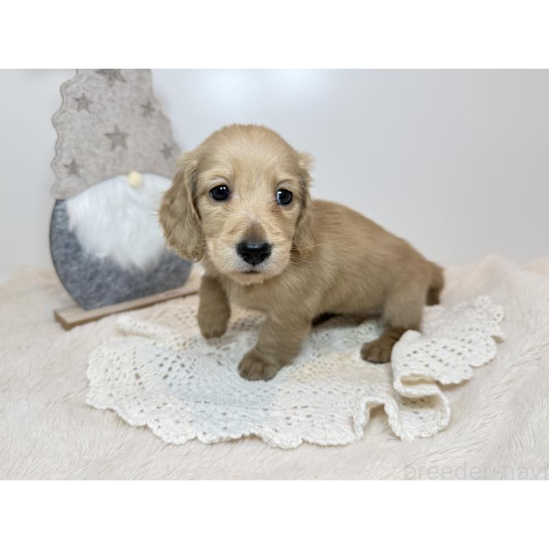 販売中の広島県のミニチュアダックスフンド(ロングヘアード)-435102の2枚目