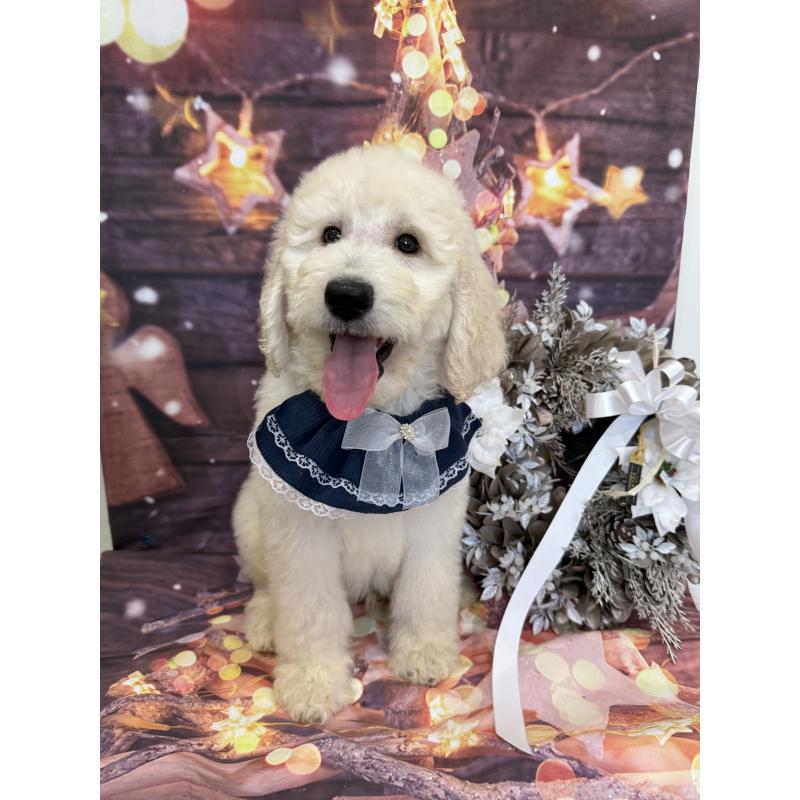 販売中の兵庫県のスタンダードプードル-426633