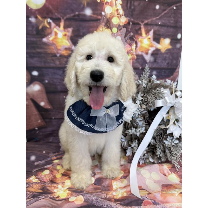 成約済の兵庫県のスタンダードプードル-426633の3枚目