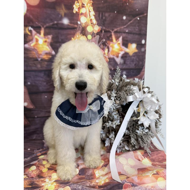 成約済の兵庫県のスタンダードプードル-426633の2枚目