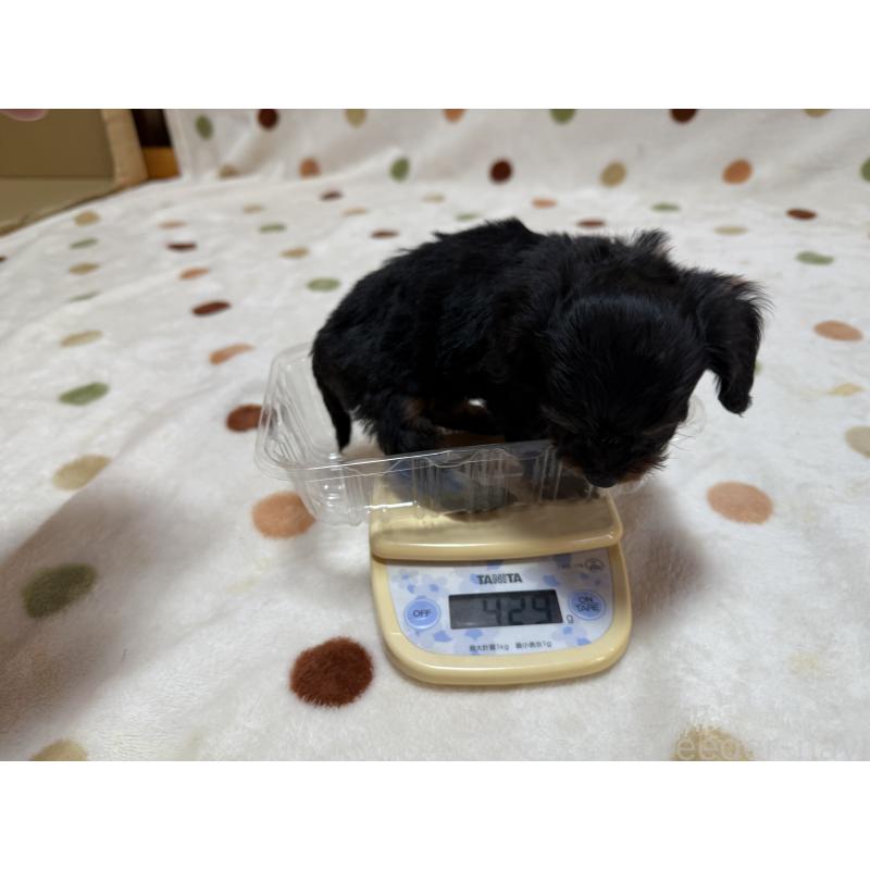 販売中の岐阜県のミックス犬-433369の6枚目