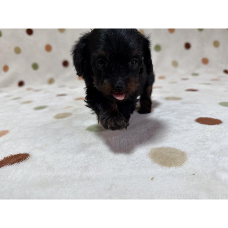 販売中の岐阜県のミックス犬-433369の5枚目