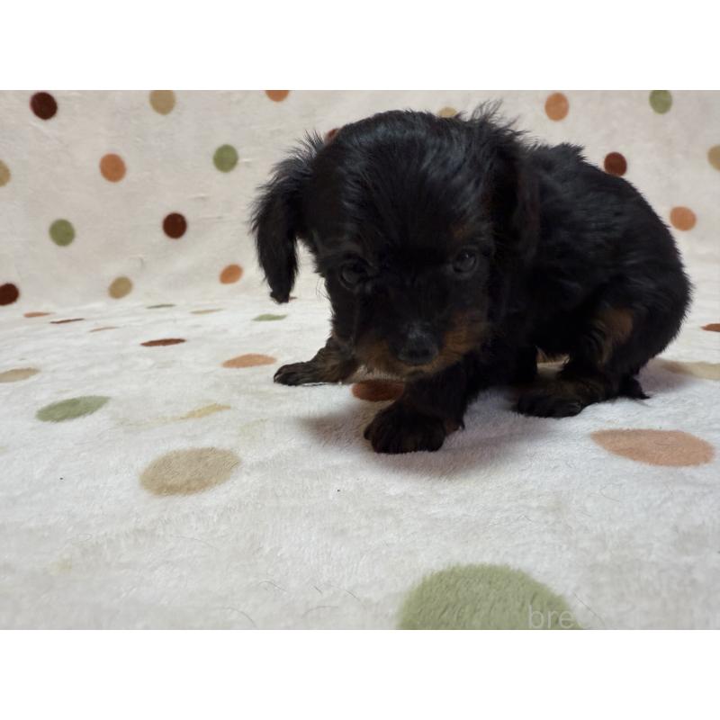 販売中の岐阜県のミックス犬-433369の4枚目