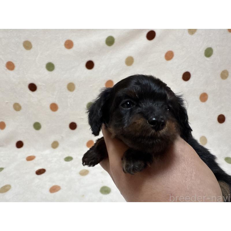 販売中の岐阜県のミックス犬-433369の3枚目