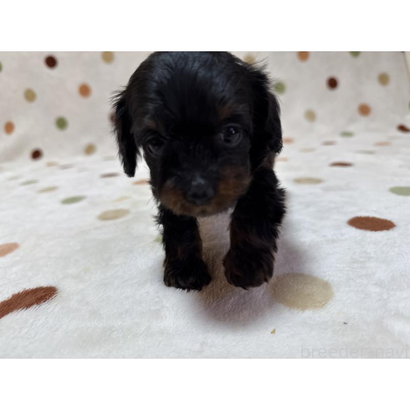 販売中の岐阜県のミックス犬-433369の2枚目