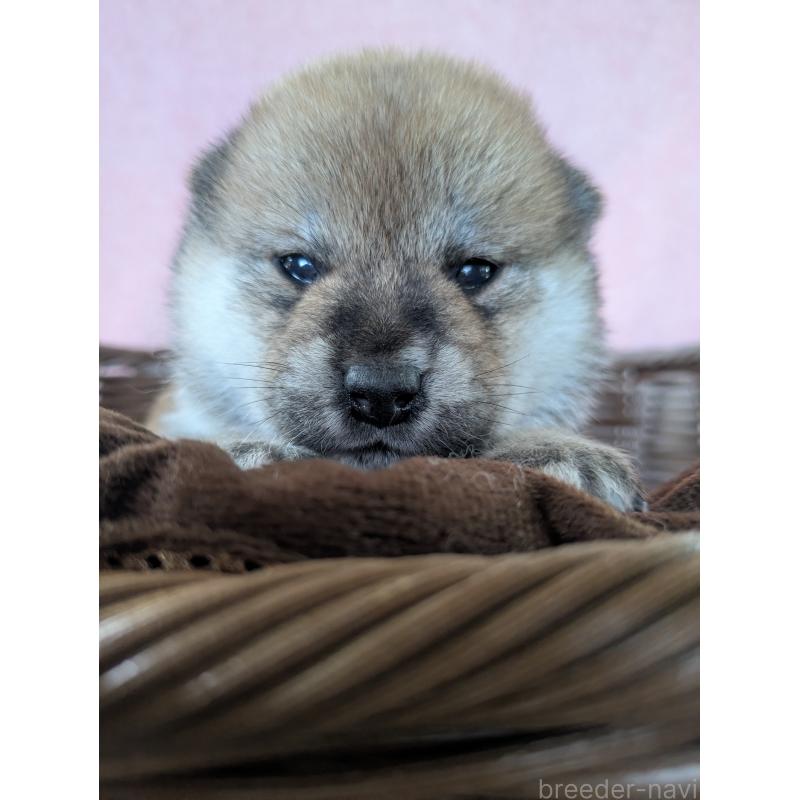 販売中の福岡県の柴犬-433370の4枚目