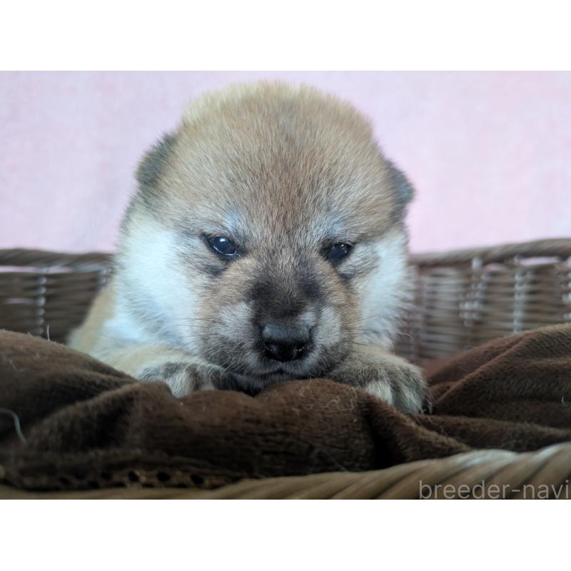 販売中の福岡県の柴犬-433370の3枚目