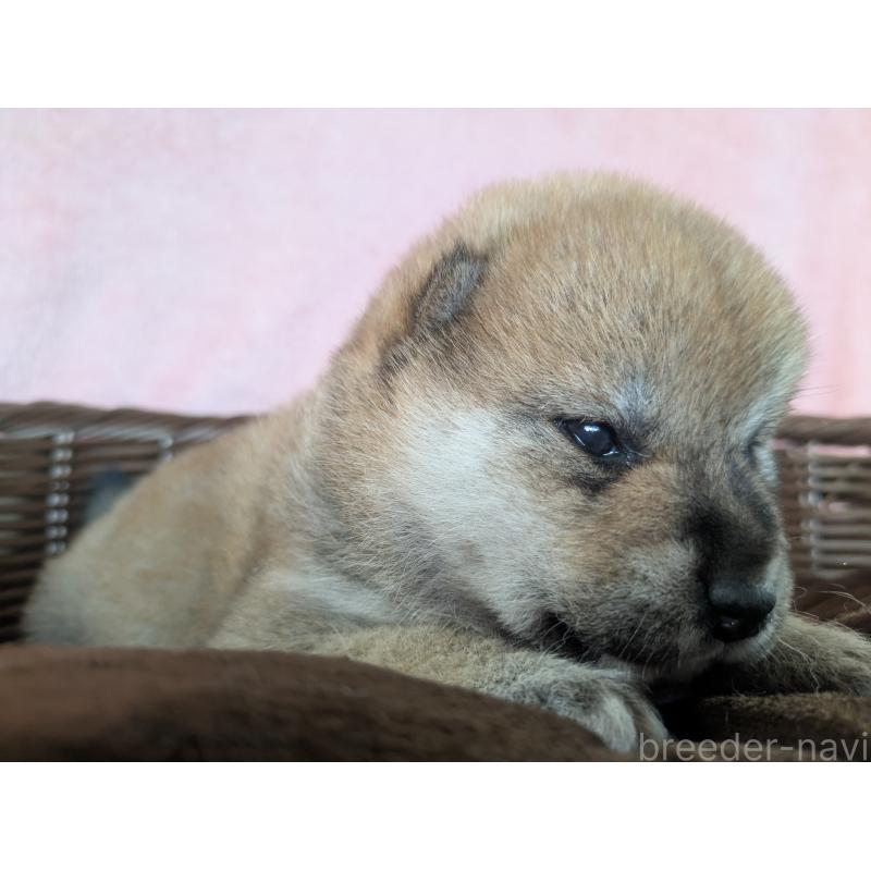 販売中の福岡県の柴犬-433370の2枚目