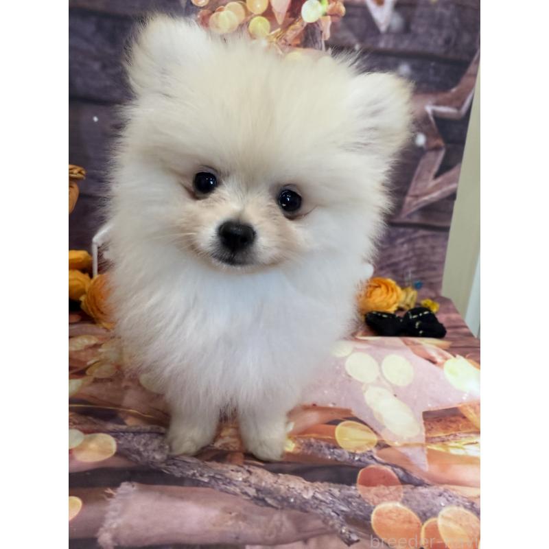 販売中の兵庫県のポメラニアン-414759の5枚目