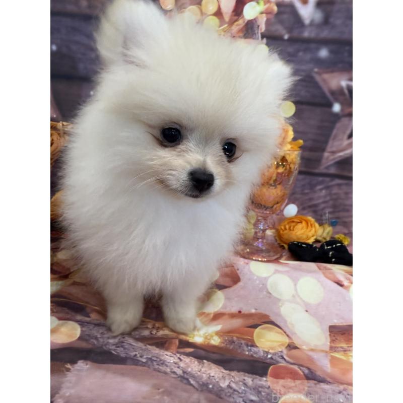 販売中の兵庫県のポメラニアン-414759の4枚目