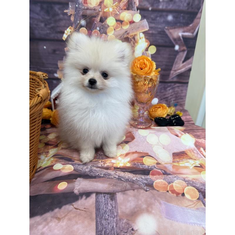 販売中の兵庫県のポメラニアン-414759の3枚目