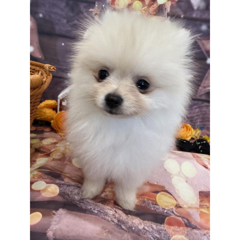 販売中の兵庫県のポメラニアン-414759の2枚目