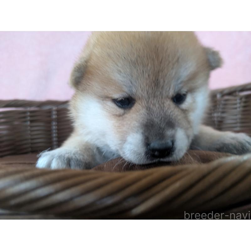 販売中の福岡県の柴犬-433371の4枚目