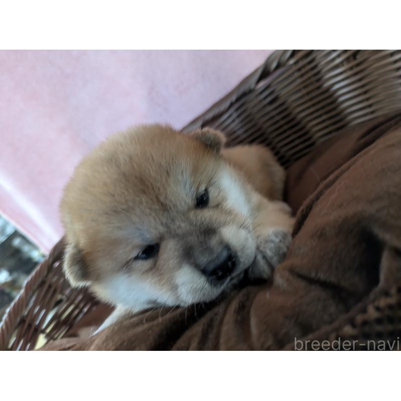 販売中の福岡県の柴犬-433371の3枚目