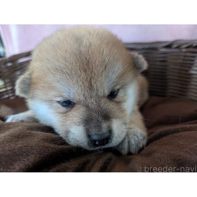 販売中の福岡県の柴犬-433371の2枚目