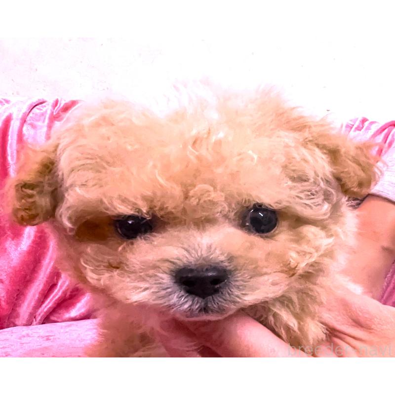 販売中の大阪府のティーカッププードル-433375の5枚目