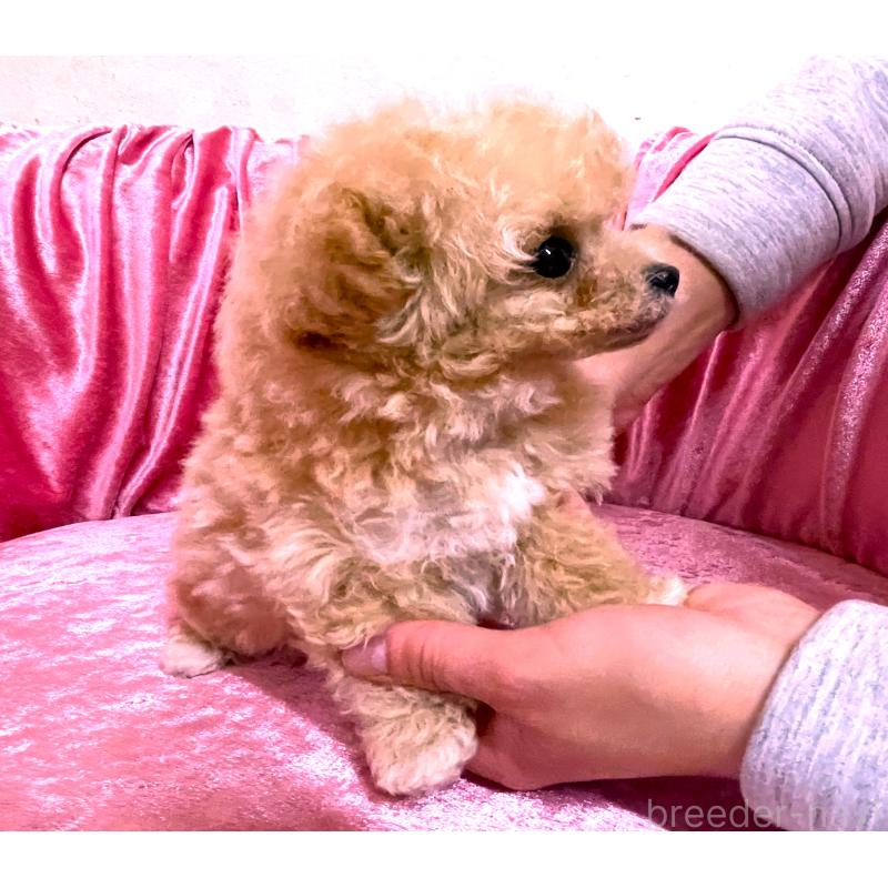 販売中の大阪府のティーカッププードル-433375の4枚目