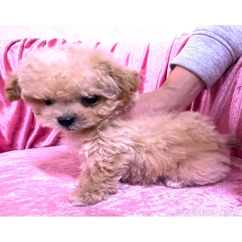 販売中の大阪府のティーカッププードル-433375の3枚目