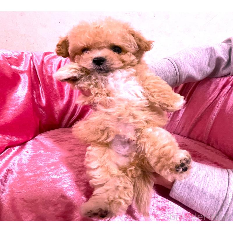 販売中の大阪府のティーカッププードル-433375の2枚目