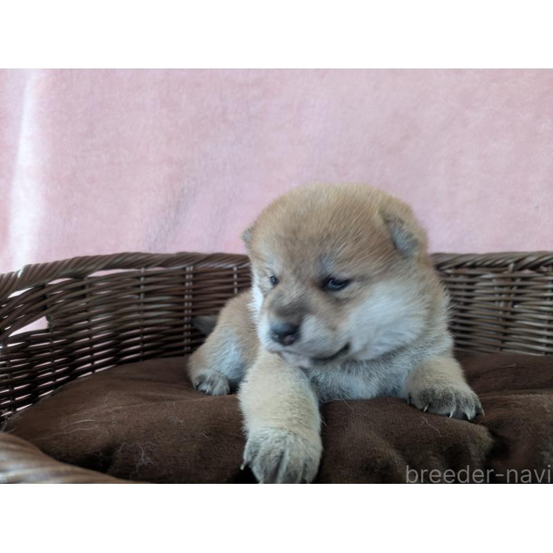 販売中の福岡県の柴犬-433372の5枚目