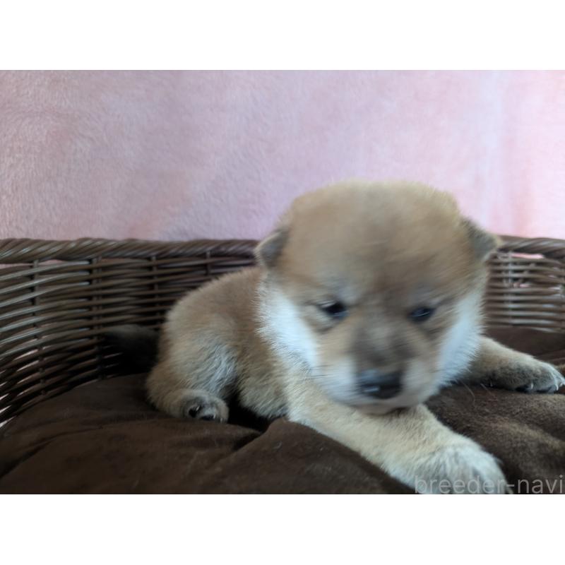 販売中の福岡県の柴犬-433372の4枚目