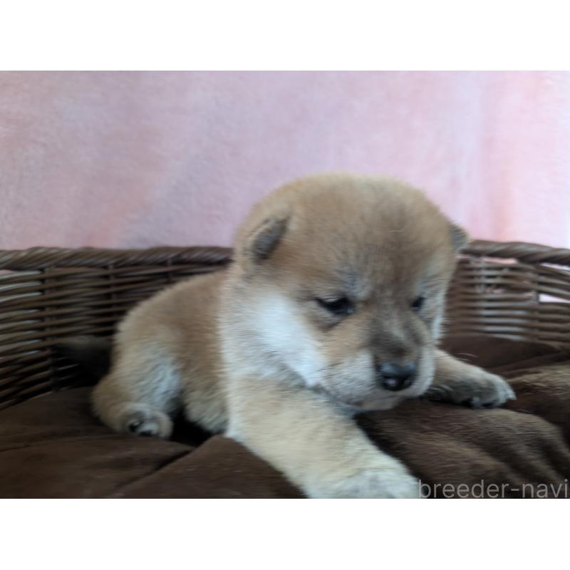 販売中の福岡県の柴犬-433372の3枚目