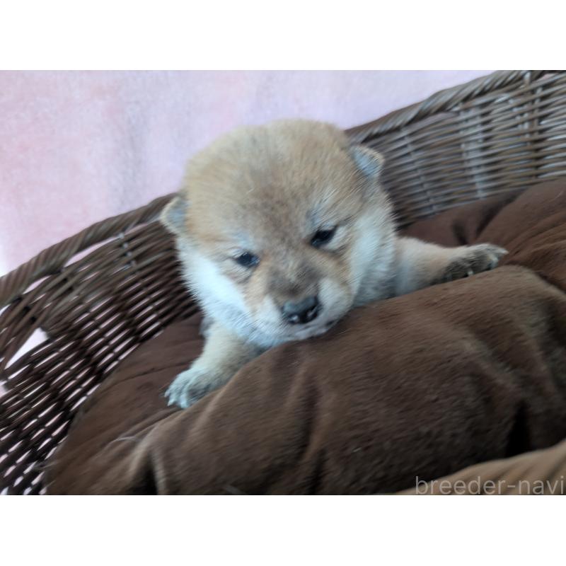 販売中の福岡県の柴犬-433372の2枚目