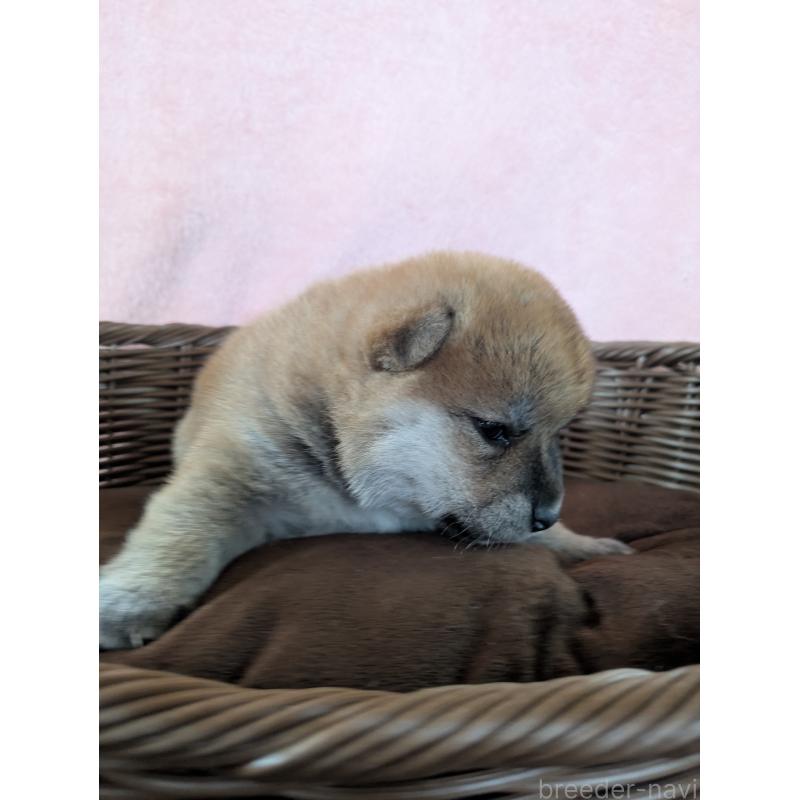 販売中の福岡県の柴犬-433374の5枚目