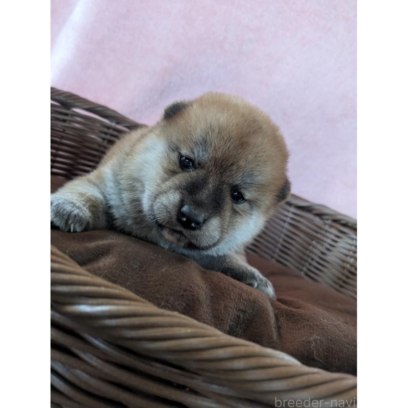 販売中の福岡県の柴犬-433374の4枚目