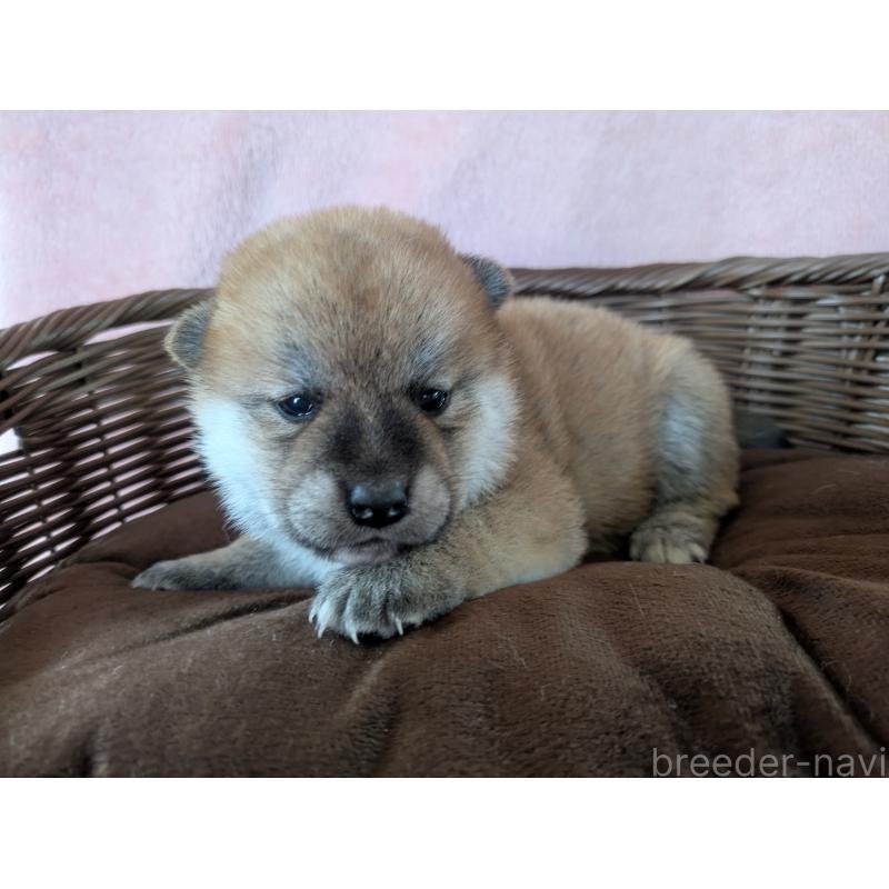 販売中の福岡県の柴犬-433374の2枚目