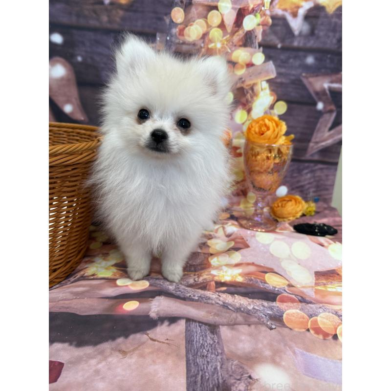 販売中ののポメラニアン-414753