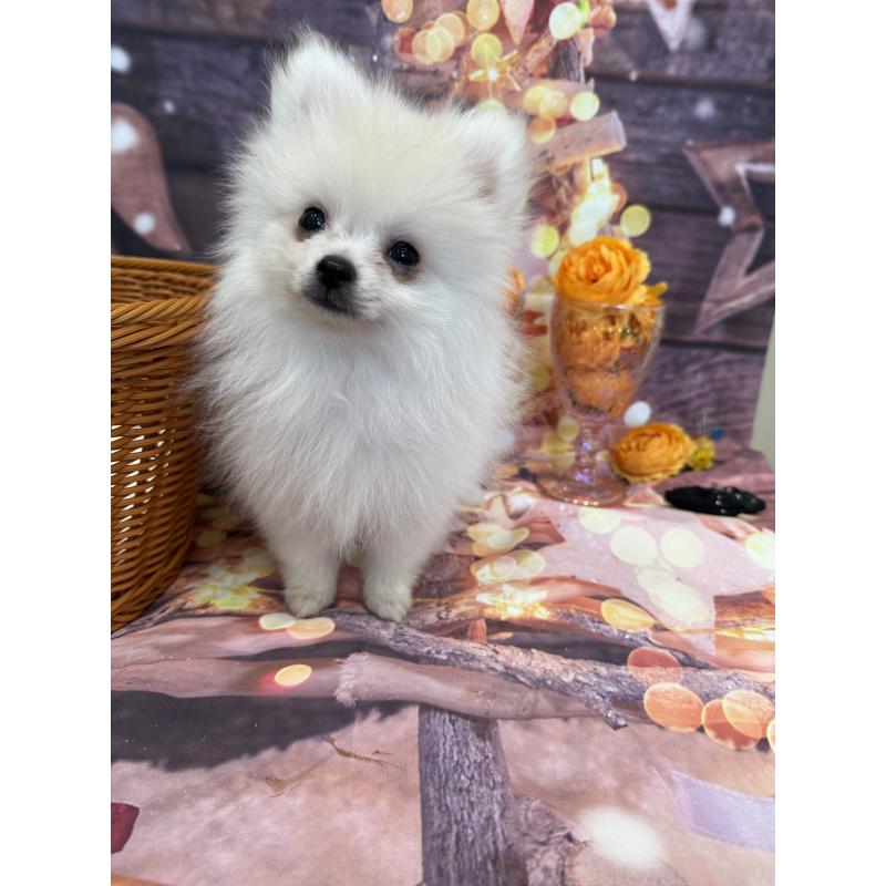 販売中の兵庫県のポメラニアン-414753の6枚目