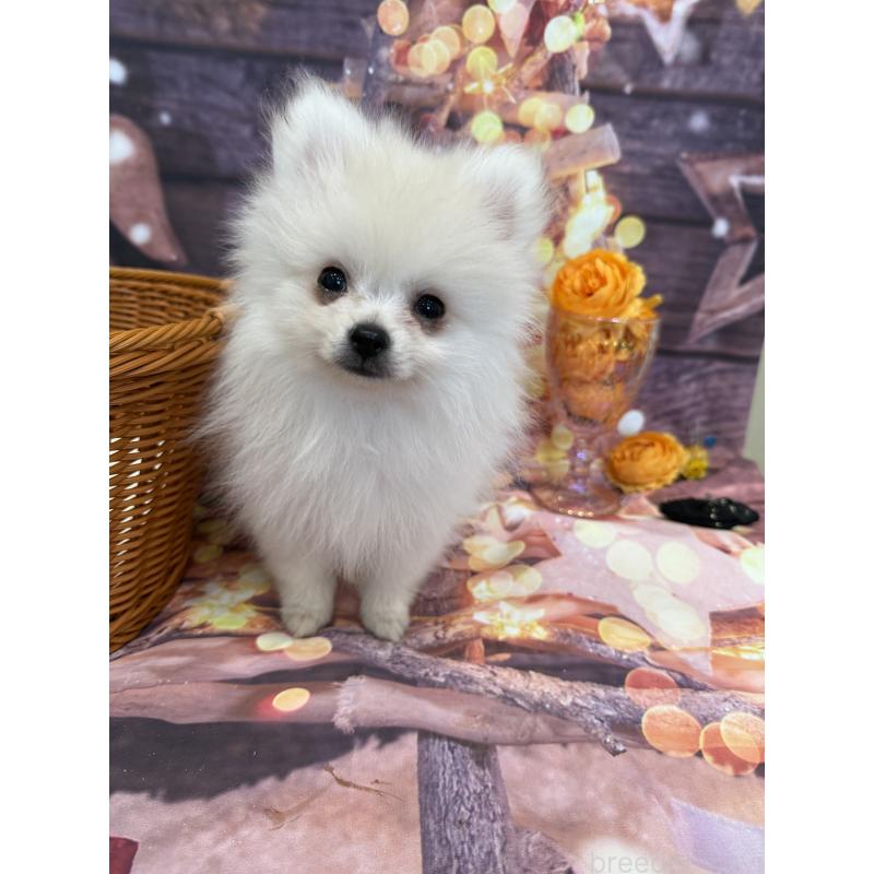 販売中の兵庫県のポメラニアン-414753の5枚目