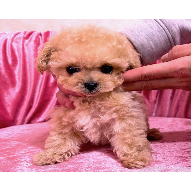 販売中の大阪府のティーカッププードル-433378