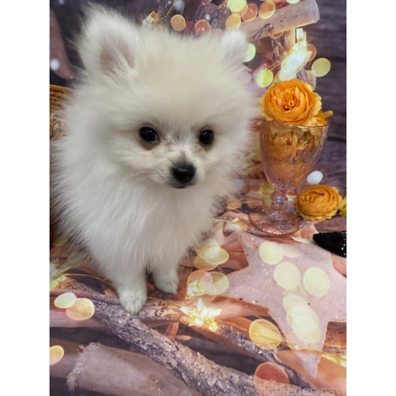 販売中の兵庫県のポメラニアン-414753の4枚目