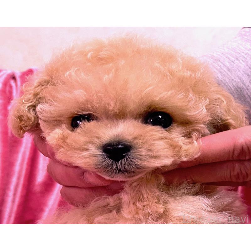 販売中の大阪府のティーカッププードル-433378の5枚目