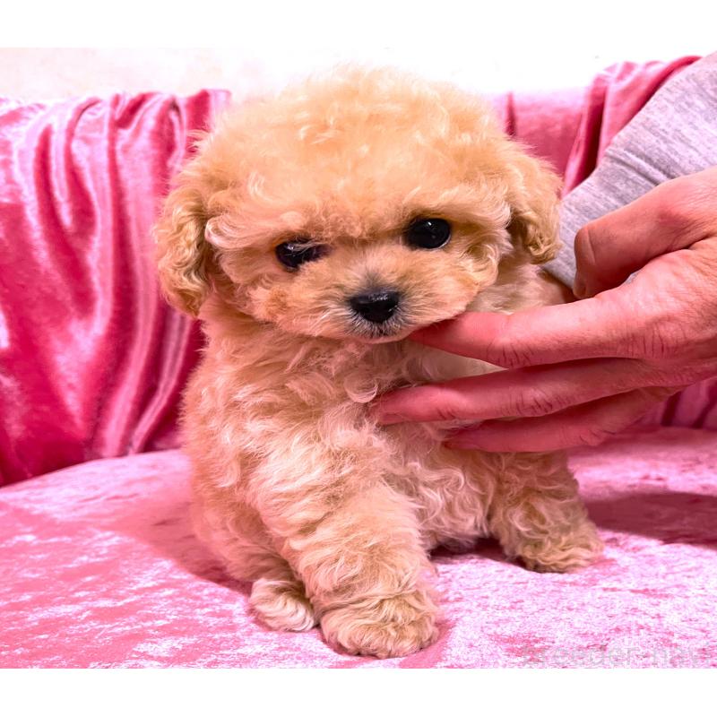 販売中の大阪府のティーカッププードル-433378の4枚目