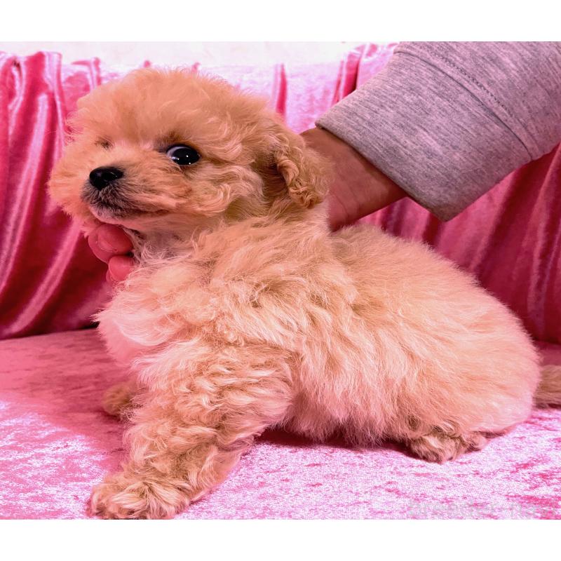 販売中の大阪府のティーカッププードル-433378の3枚目