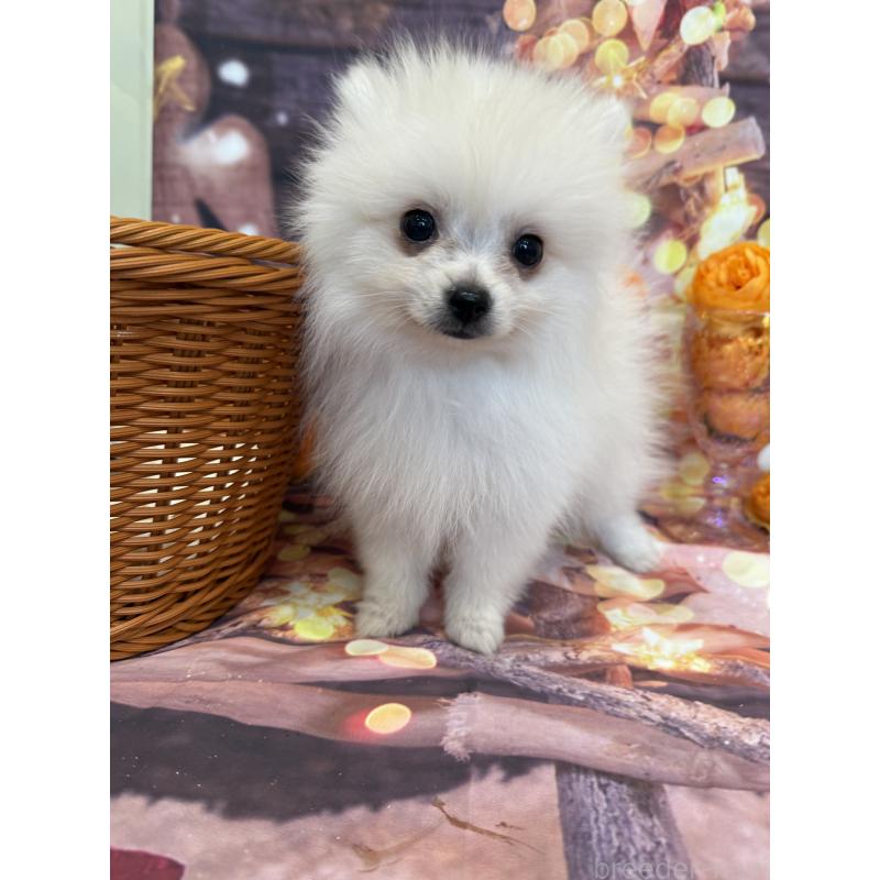 販売中の兵庫県のポメラニアン-414753の3枚目