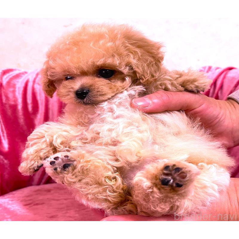 販売中の大阪府のティーカッププードル-433378の2枚目